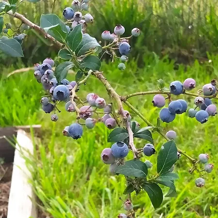 Na Trawie * Sieciemin