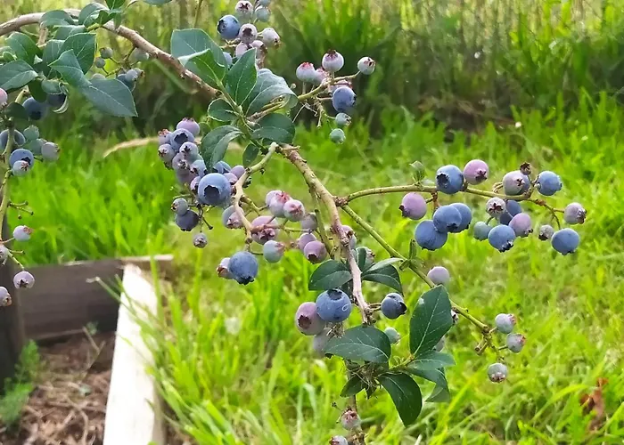 Na Trawie * Sieciemin