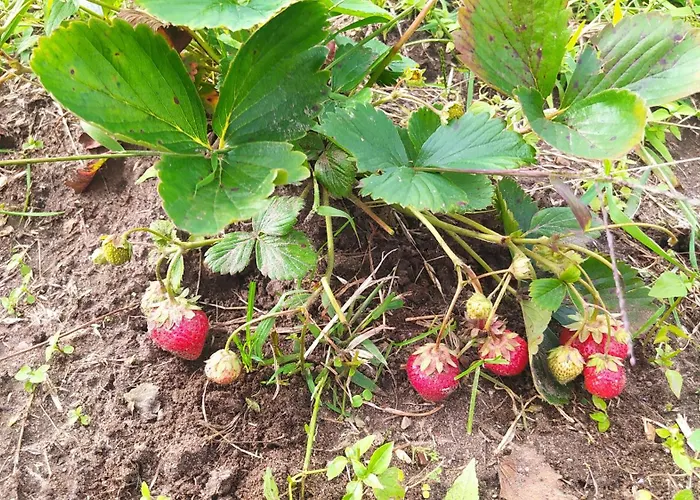 Na Trawie * Sieciemin